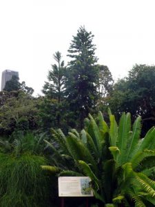 Royal Botanical Garden in Sydney