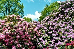 Rhododendron-Park in Bremen
