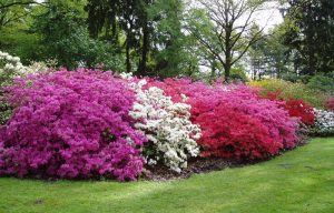 Rhododendron-Park in Bremen