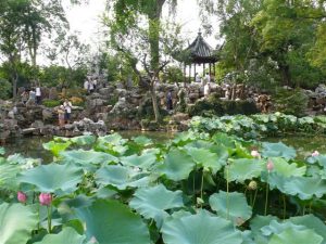 Lotus in einem Park