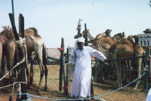 Der Kamelmarkt in Al Ain