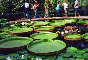 Kew Gardens - der Botanische Garten in London - ist mit seinen umfangreichen Pflanzensammlungen ein absolutes MUSS bei einer Gärtnerreise durch England.