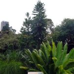 Royal Botanical Garden in Sydney