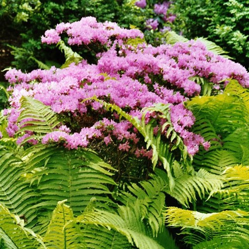 Rhododendron-Park in Bremen
